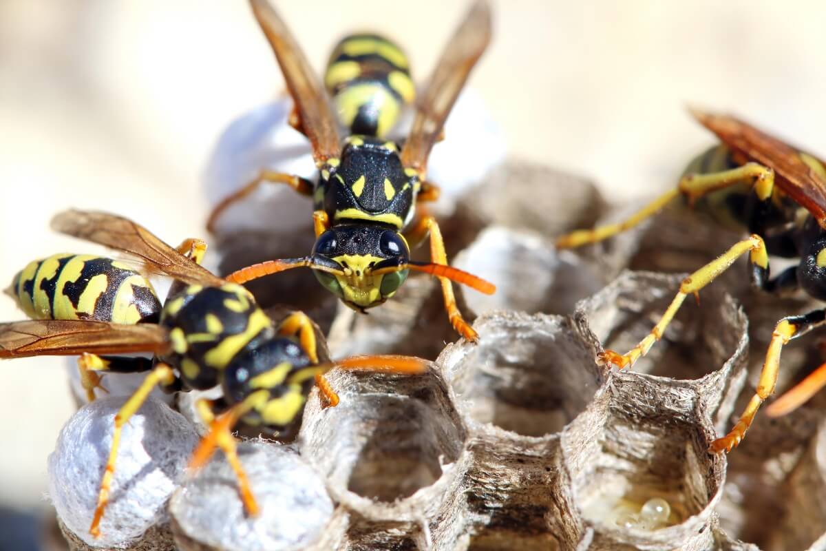 wespennest verwijderen