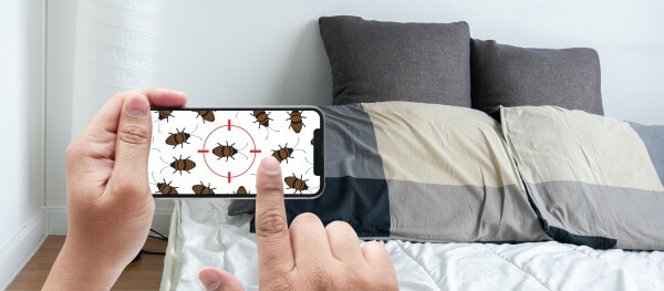 Bedwantsen bestrijding